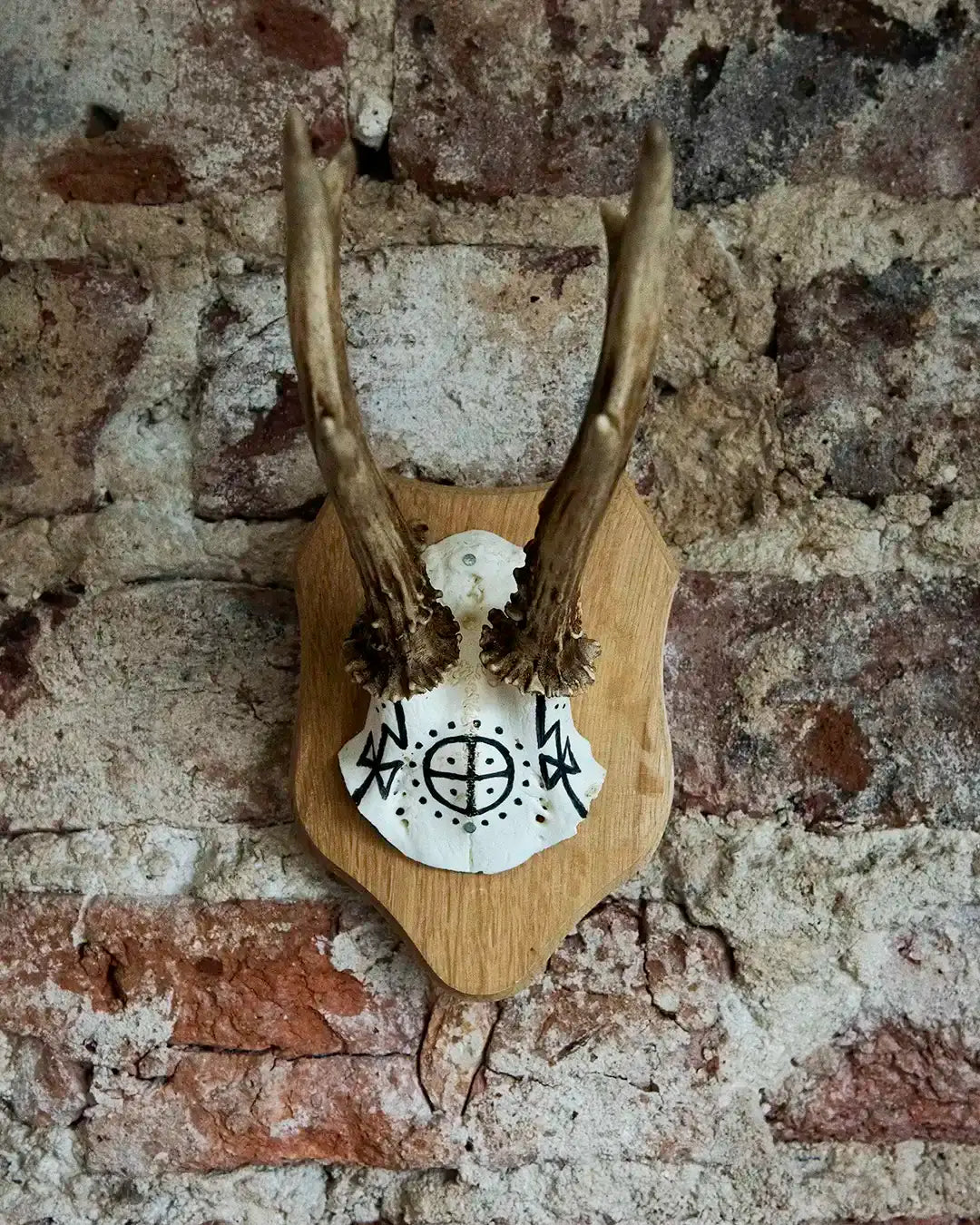 Deer skull with Norse runes and antlers mounted on wood, rustic brick wall background